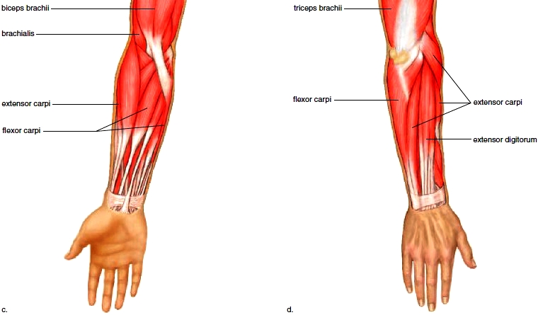 Posterior Forearm Muscles